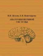 Анатомия нервной системы, В.В. Жуков, Е.В. Пономарева